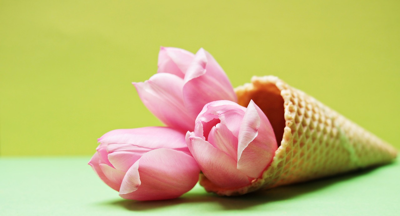 email marketing drayton tulips